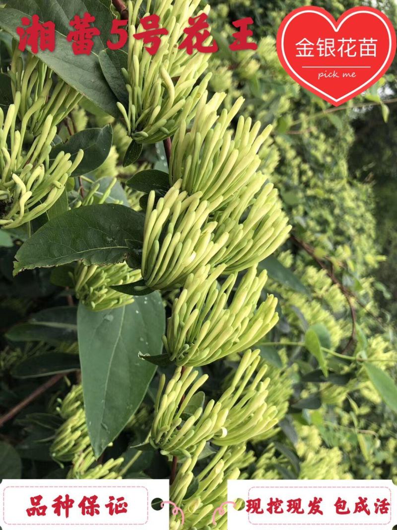 湘蕾5号花王，抗病能力强，产量高，提供成植技术包回收