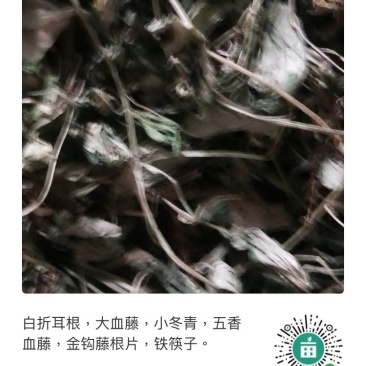 白折耳根，