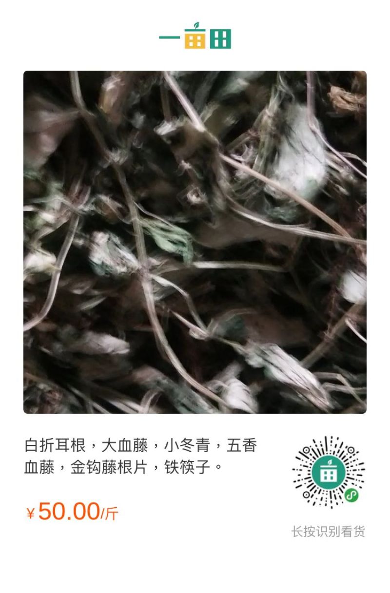 白折耳根，