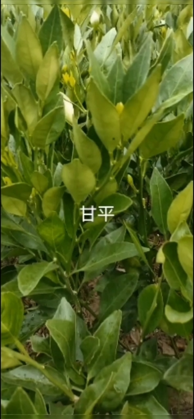 柑桔苗爱沙柑桔苗30-80公分高苗体健壮质量保证