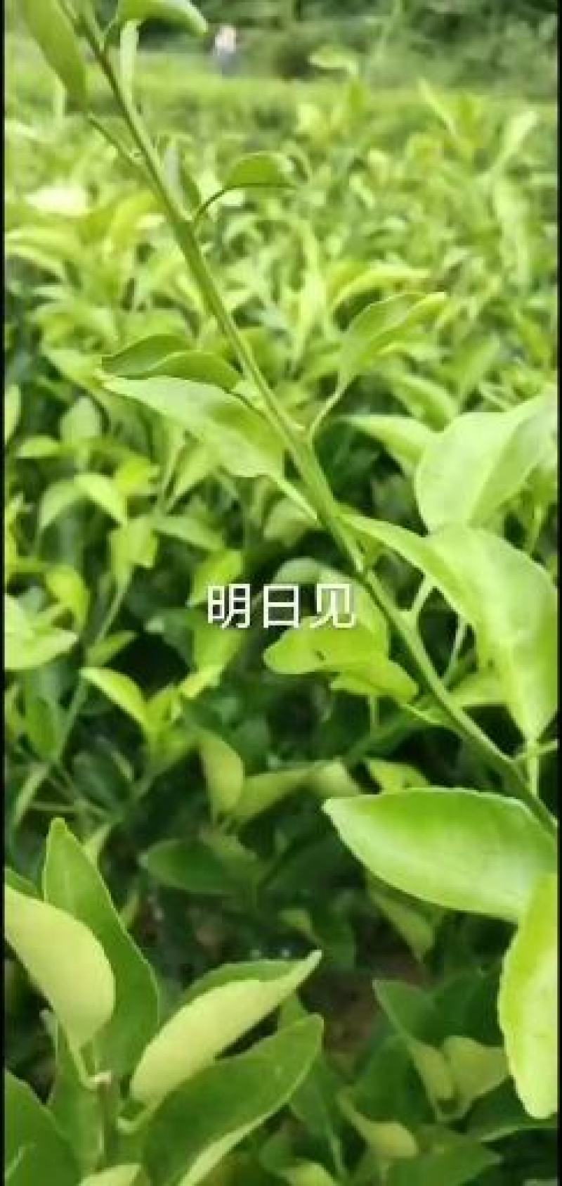 柑桔苗爱沙柑桔苗30-80公分高苗体健壮质量保证