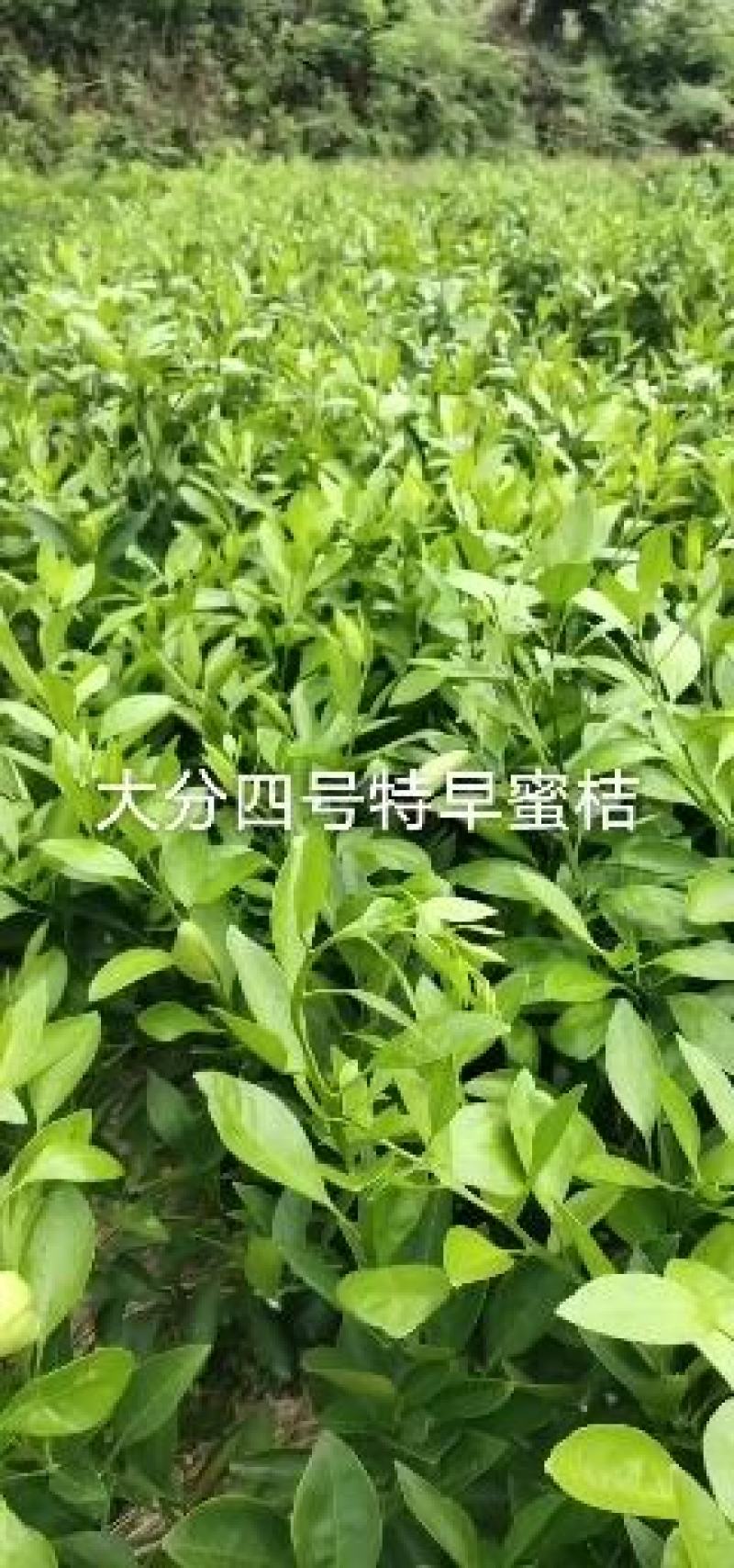 明日见苗柑桔苗爱媛38号果冻橙苗甘平等提供技术有假包赔