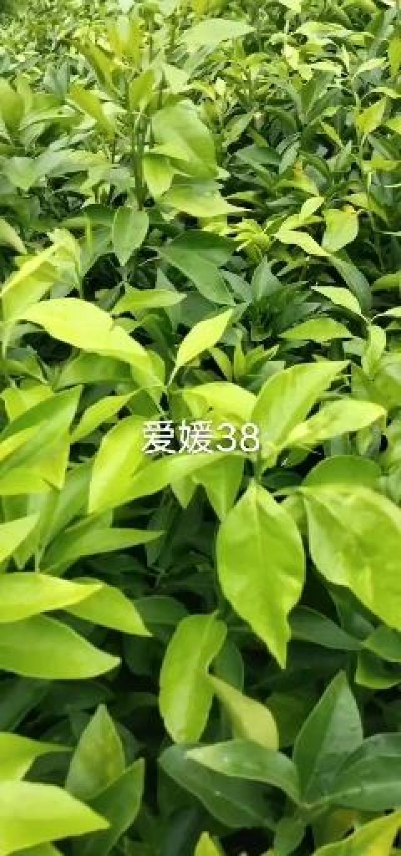明日见苗柑桔苗爱媛38号果冻橙苗甘平等提供技术有假包赔