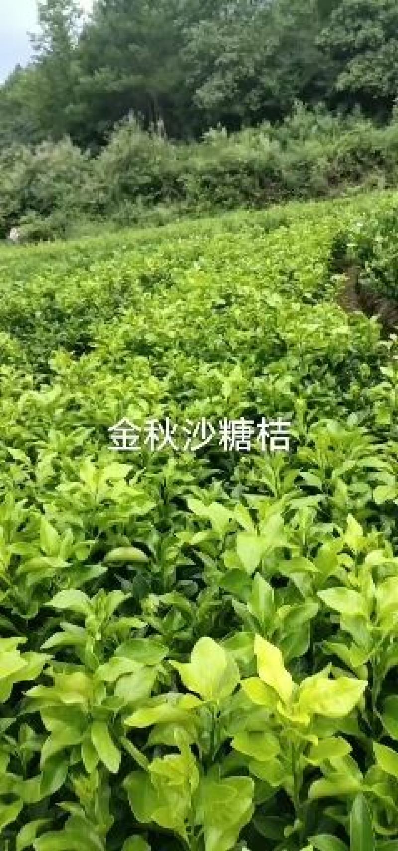 明日见苗柑桔苗爱媛38号果冻橙苗甘平等提供技术有假包赔