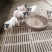 巴玛香猪养殖场出售藏香猪苗太湖猪价格长白猪批发