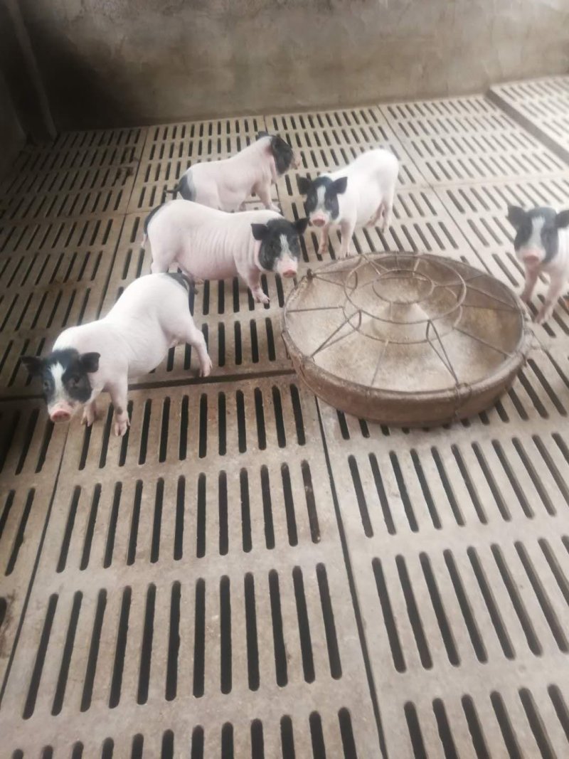 巴玛香猪养殖场出售藏香猪苗太湖猪价格长白猪批发