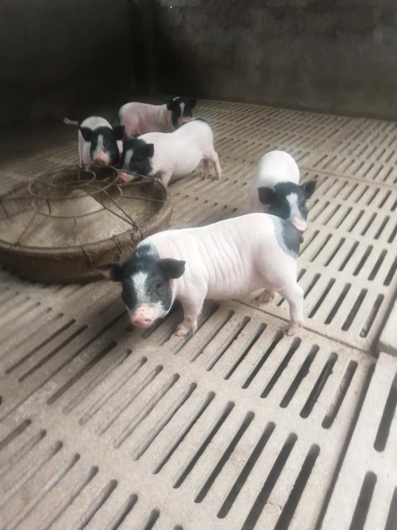 巴玛香猪养殖场出售藏香猪苗太湖猪价格长白猪批发