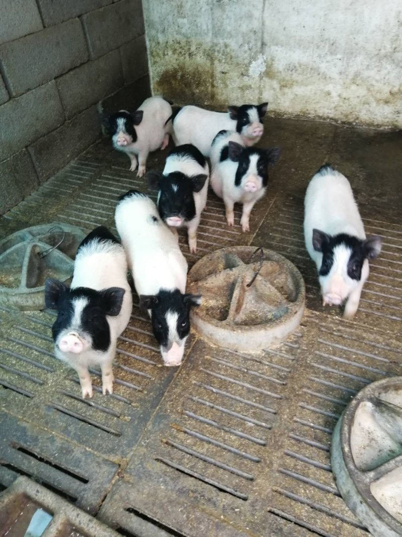 巴玛香猪养殖场出售藏香猪苗太湖猪价格长白猪批发