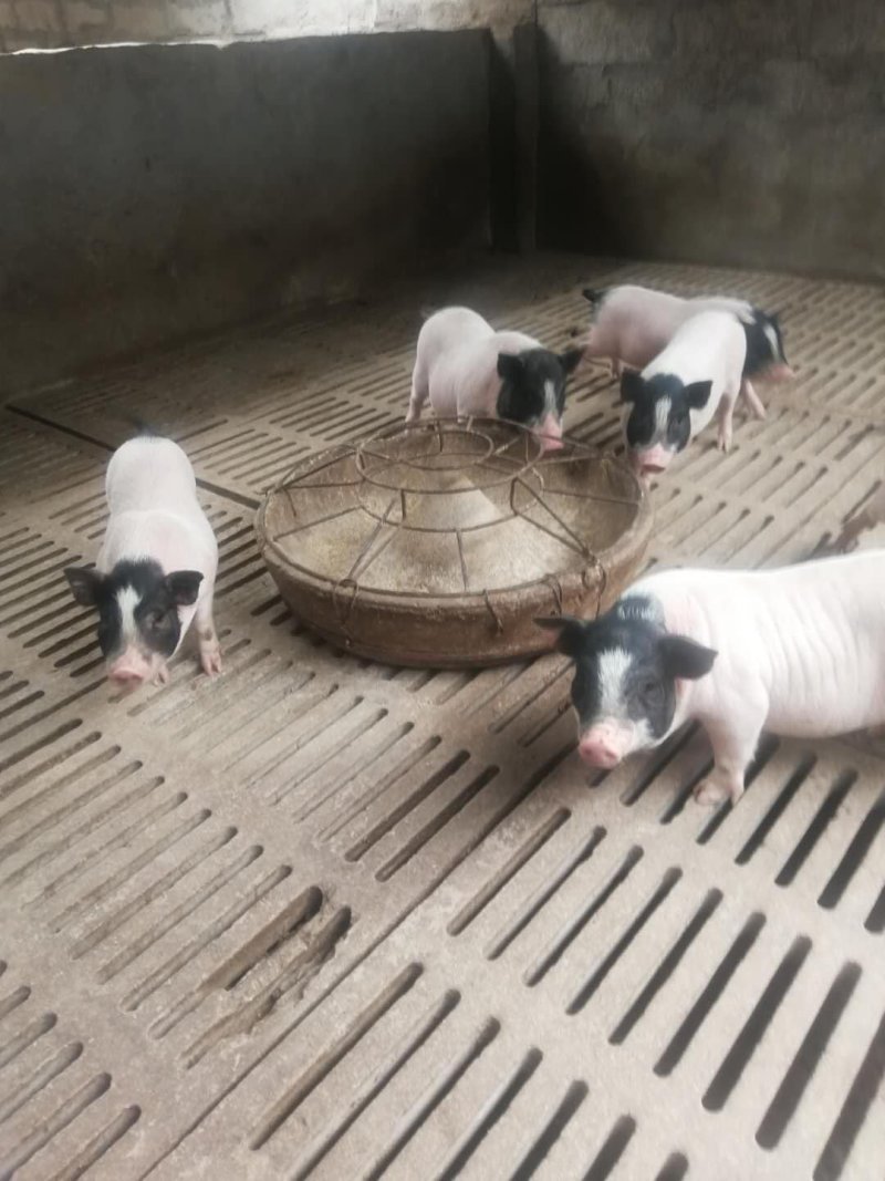 巴玛香猪养殖场出售藏香猪苗太湖猪价格长白猪批发