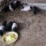 巴玛香猪养殖场出售藏香猪苗太湖猪价格长白猪批发
