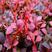 红叶小檗，红叶小檗苗，紫叶小檗球叶子紫红
