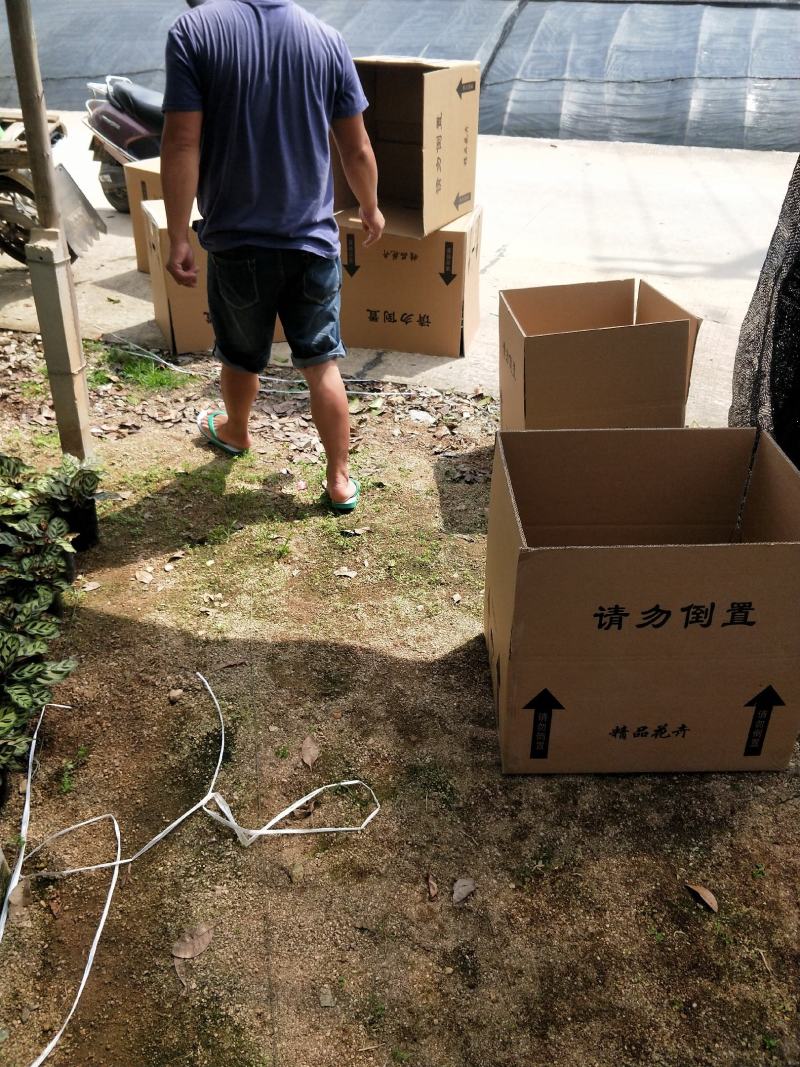 孔雀竹芋，支持现场视屏看货，福建省龙岩永福基地直销