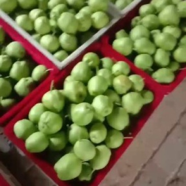 梨