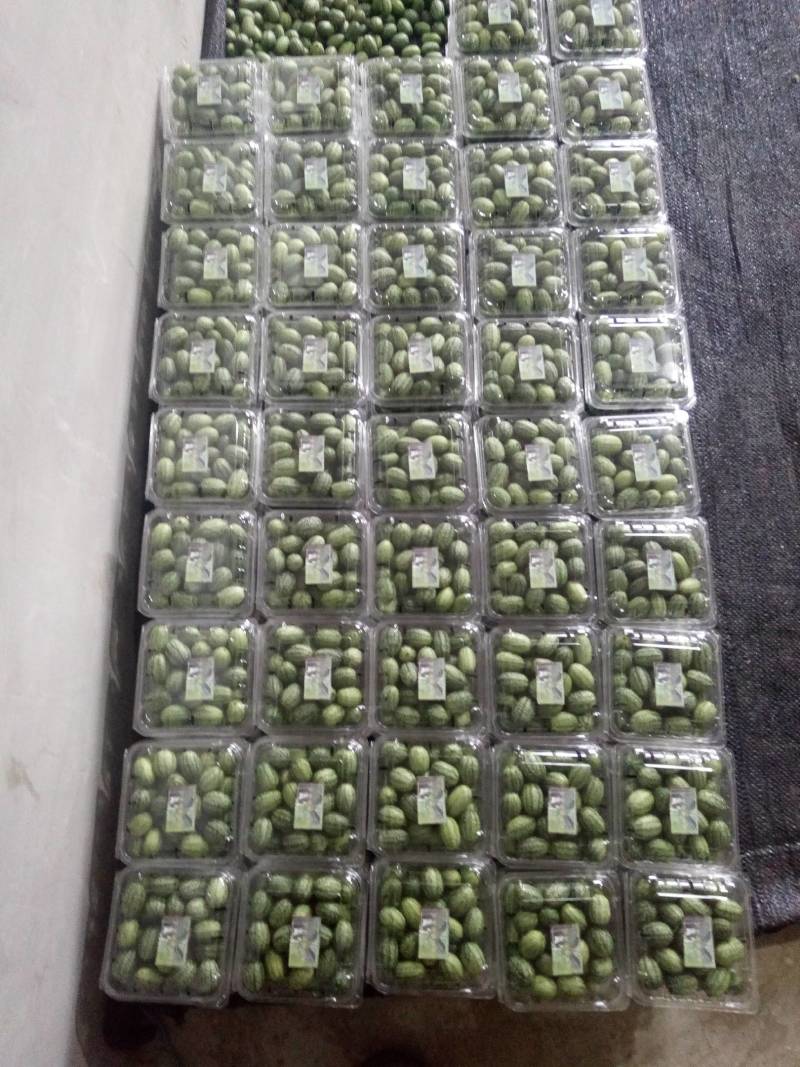 拇指西瓜大量供货质量保证