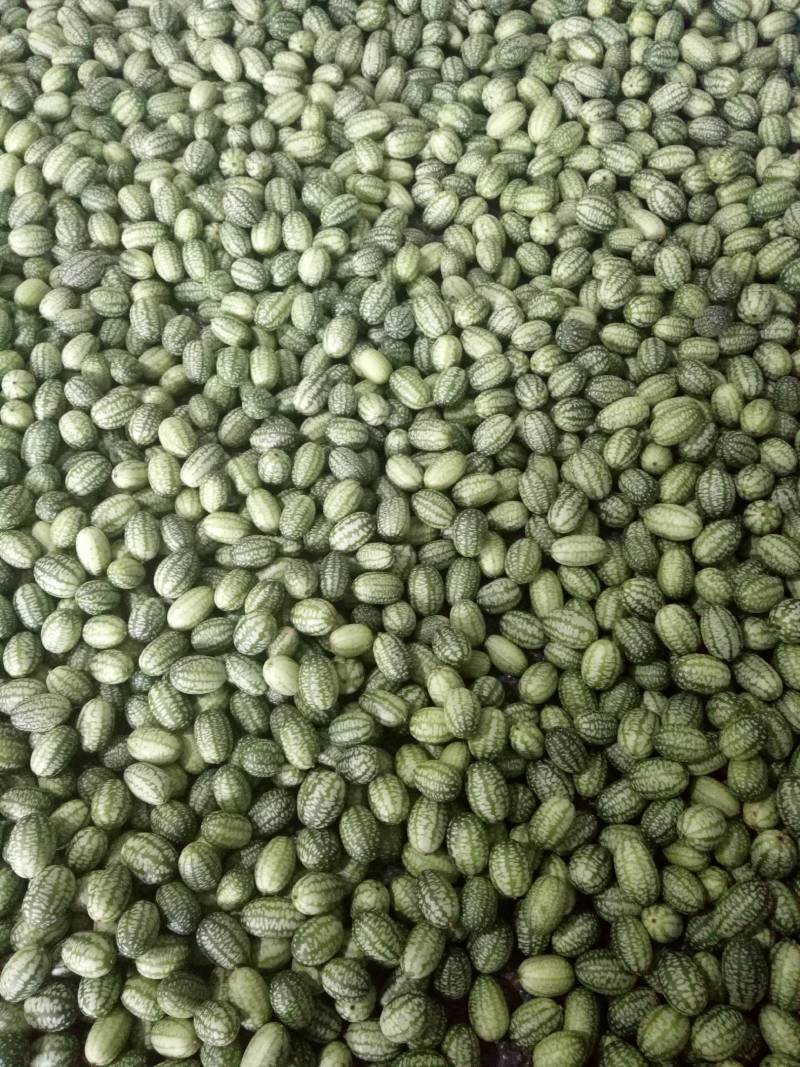 拇指西瓜大量供货质量保证