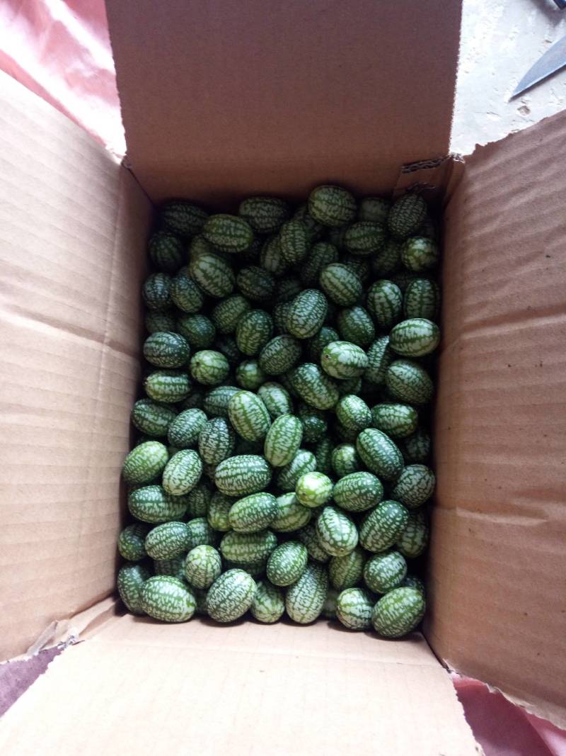 拇指西瓜大量供货质量保证