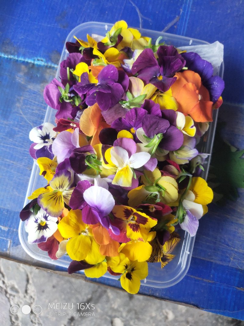 角瑾，盘饰花草，基地直供