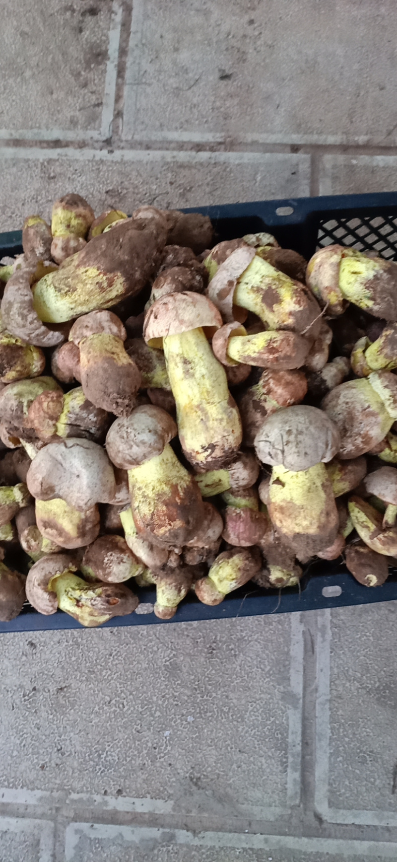 白葱菌白葱菌粉菌见手青牛肝菌精品