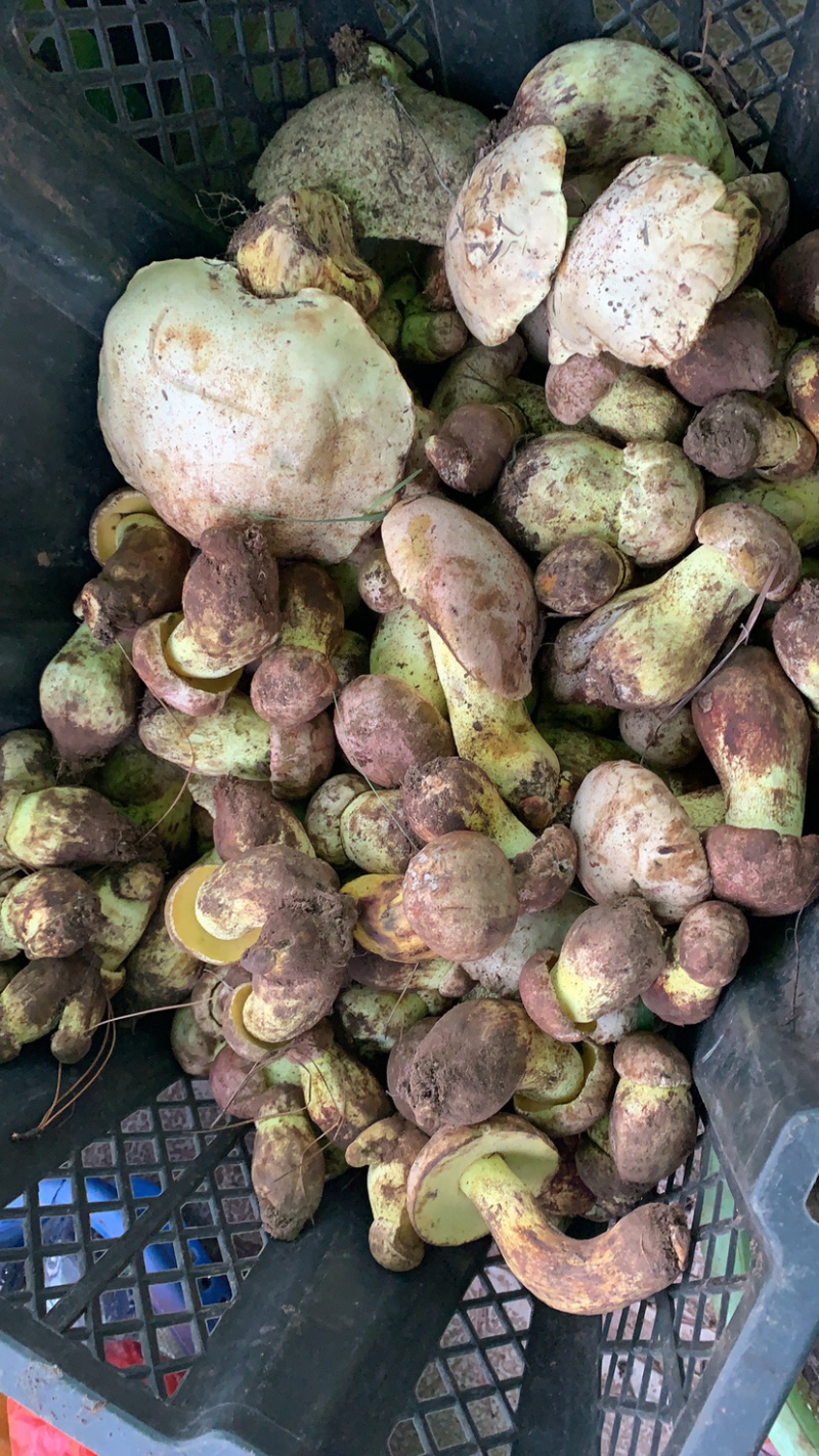 白葱菌白葱菌粉菌见手青牛肝菌精品