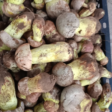 白葱菌白葱菌粉菌见手青牛肝菌精品