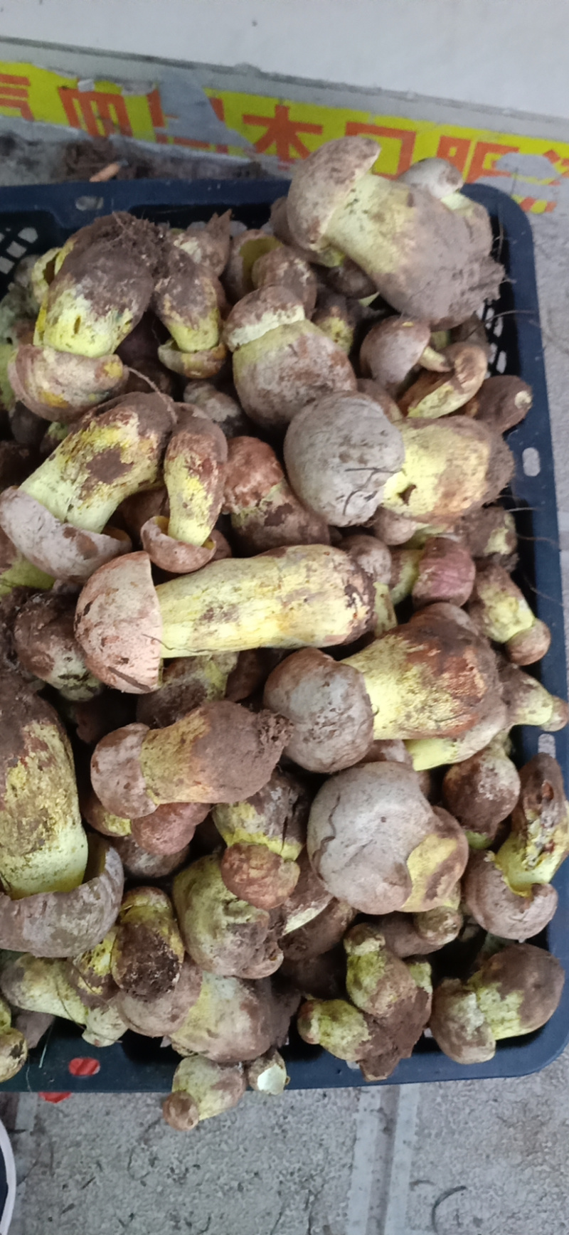 白葱菌白葱菌粉菌见手青牛肝菌精品