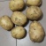 土豆
