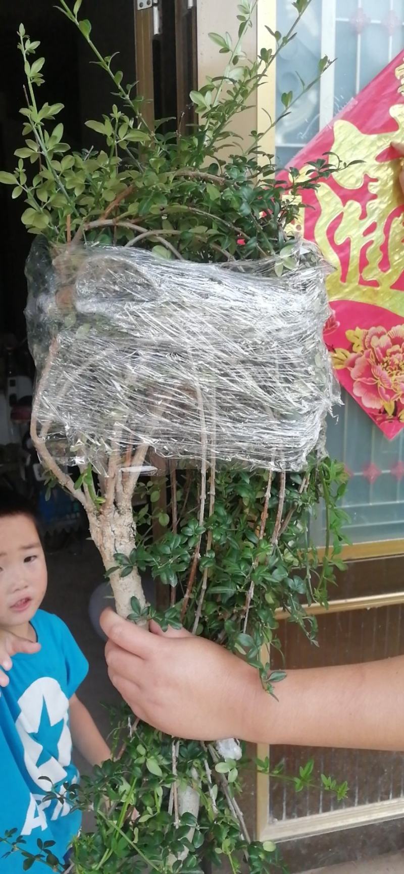 迎春花苗，迎春春花盆景，迎春花，迎春花苗