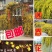 迎春花苗，迎春春花盆景，迎春花，迎春花苗