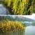 迎春花苗，迎春春花盆景，迎春花，迎春花苗