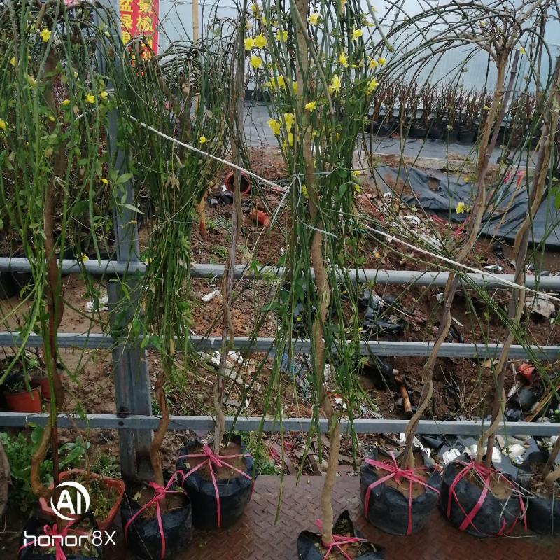 迎春花苗，迎春春花盆景，迎春花，迎春花苗
