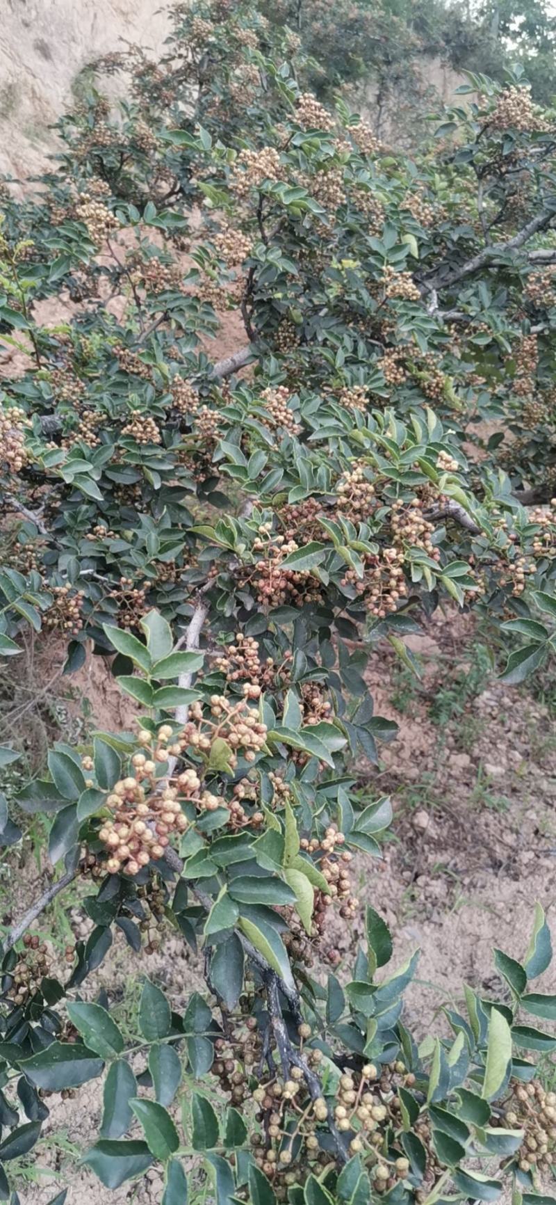 韩城大红袍花椒苗木，两年生原生苗，旱地生