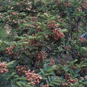 韩城大红袍花椒苗木，两年生原生苗，旱地生