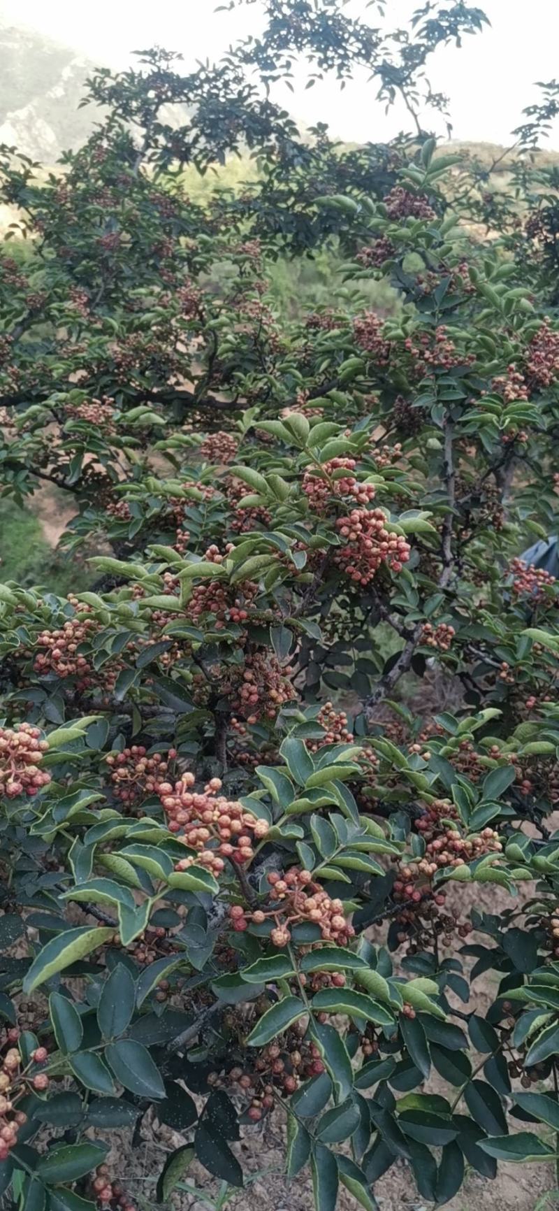 韩城大红袍花椒苗木，两年生原生苗，旱地生