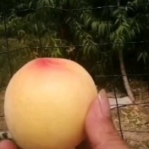 徐州丰县大沙河黄桃基地，品种繁多