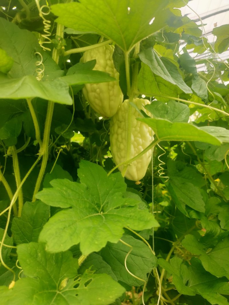 苹果苦瓜大量上市，量大从优，现摘现发，欢迎咨询