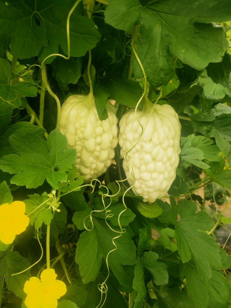 苹果苦瓜大量上市，量大从优，现摘现发，欢迎咨询
