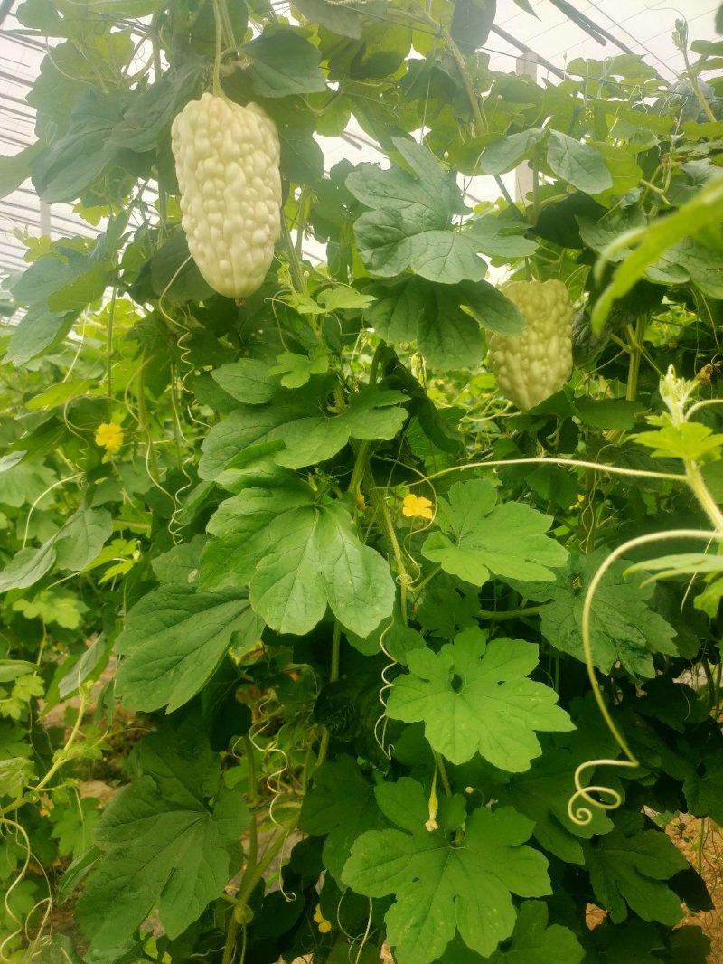 苹果苦瓜大量上市，量大从优，现摘现发，欢迎咨询