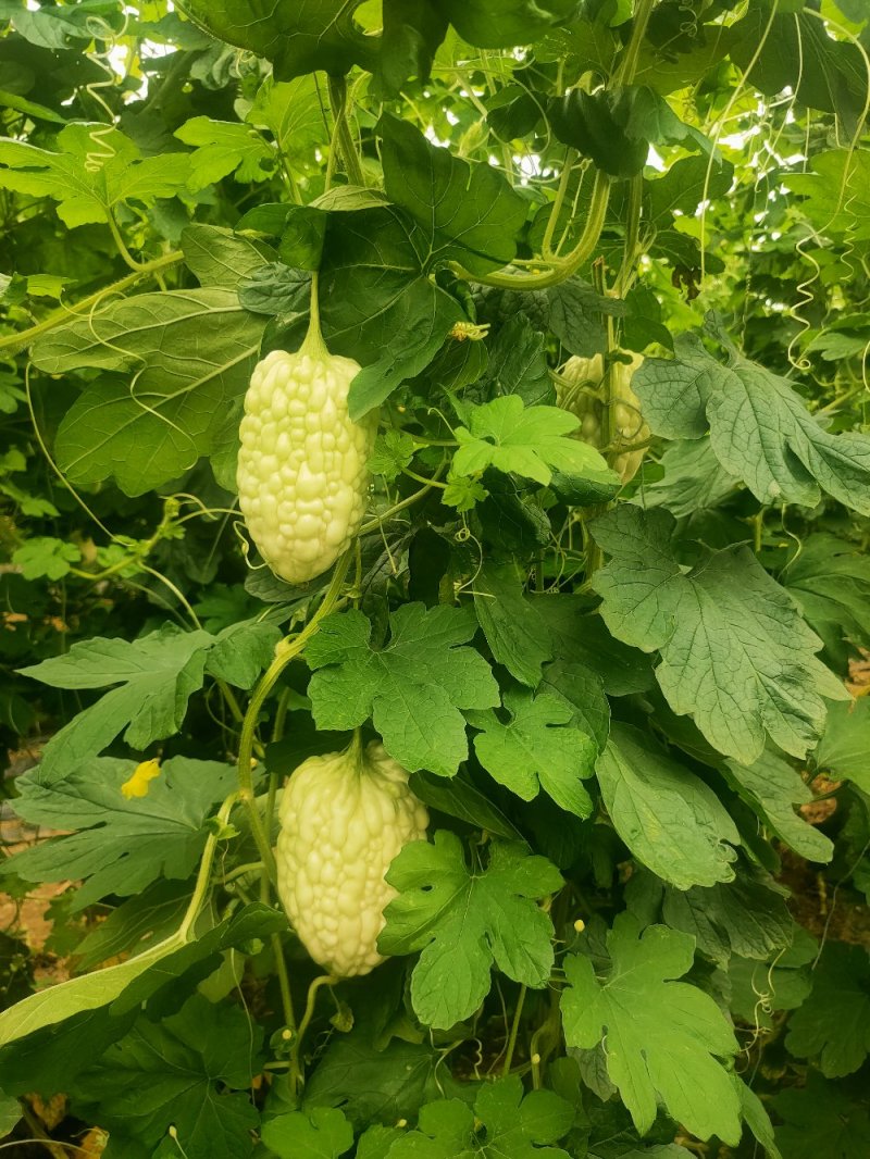 苹果苦瓜大量上市，量大从优，现摘现发，欢迎咨询