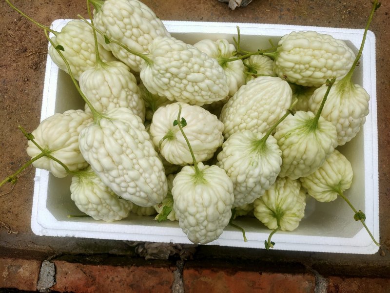 苹果苦瓜大量上市，量大从优，现摘现发，欢迎咨询