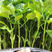 螺丝椒苗，大果型螺丝椒苗，育苗基地直供，提前预定更优惠