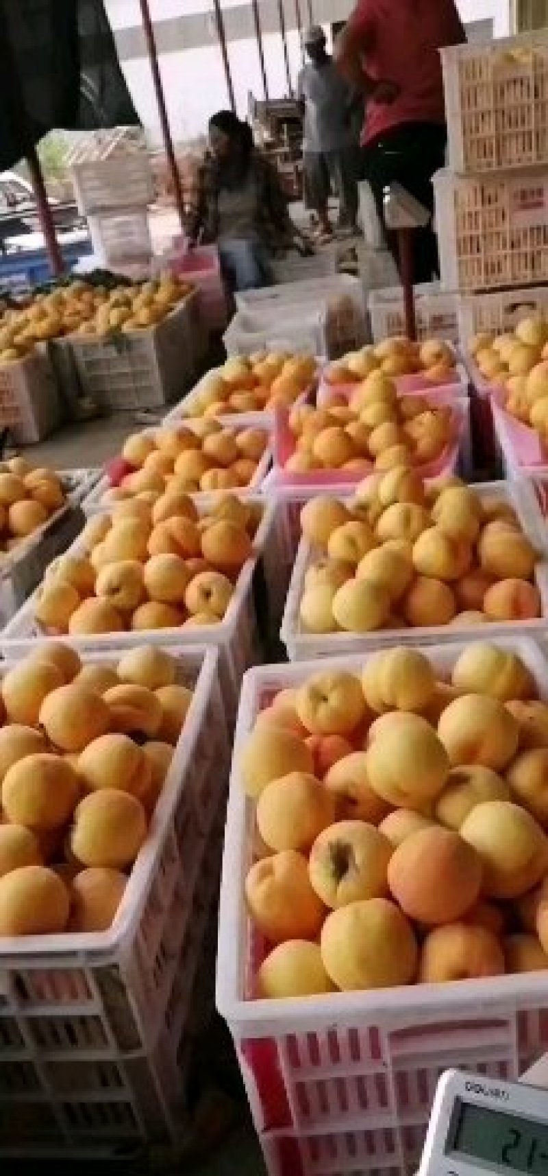 徐州丰县大沙河黄桃基地，品种繁多