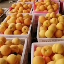 徐州丰县大沙河黄桃基地，品种繁多