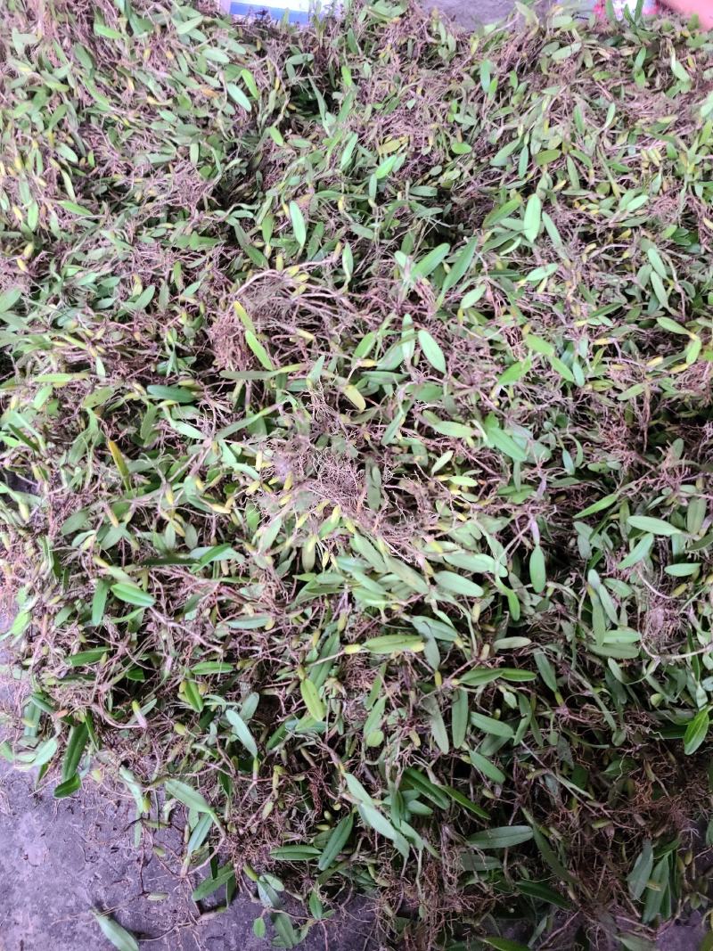 新鲜石橄榄500g单叶中果广西山里采摘石仙桃果上叶石