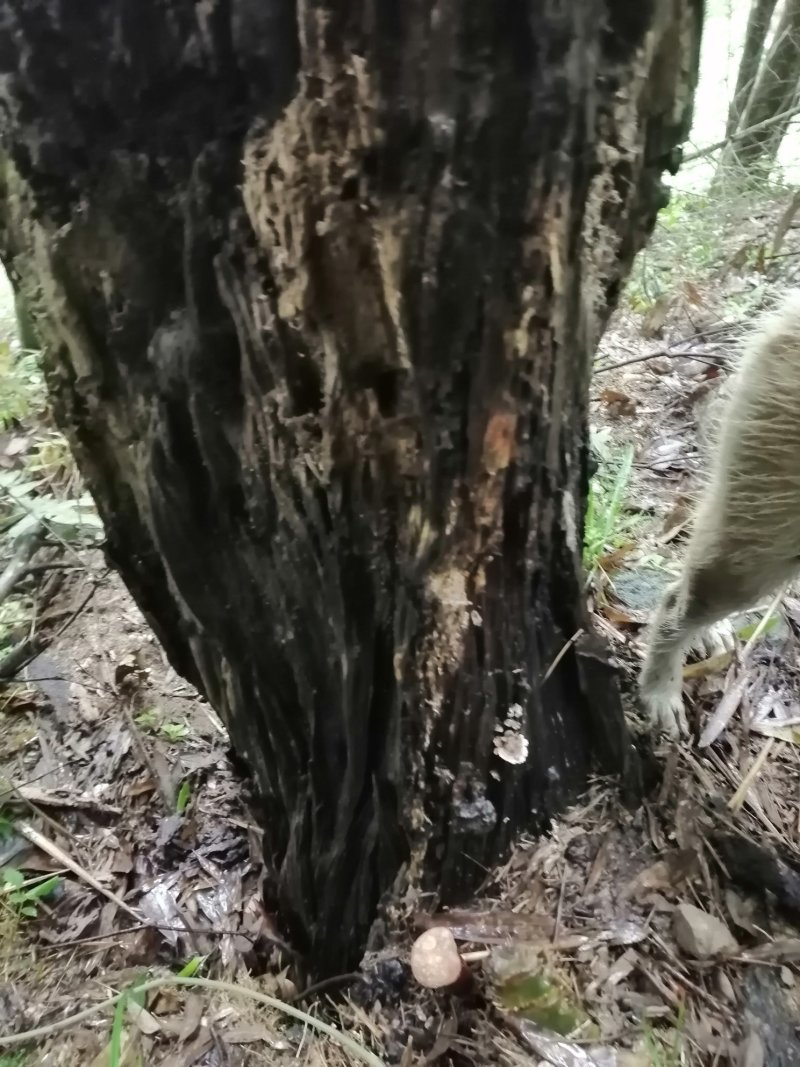 贵州吊脚楼大森山野生灵芝