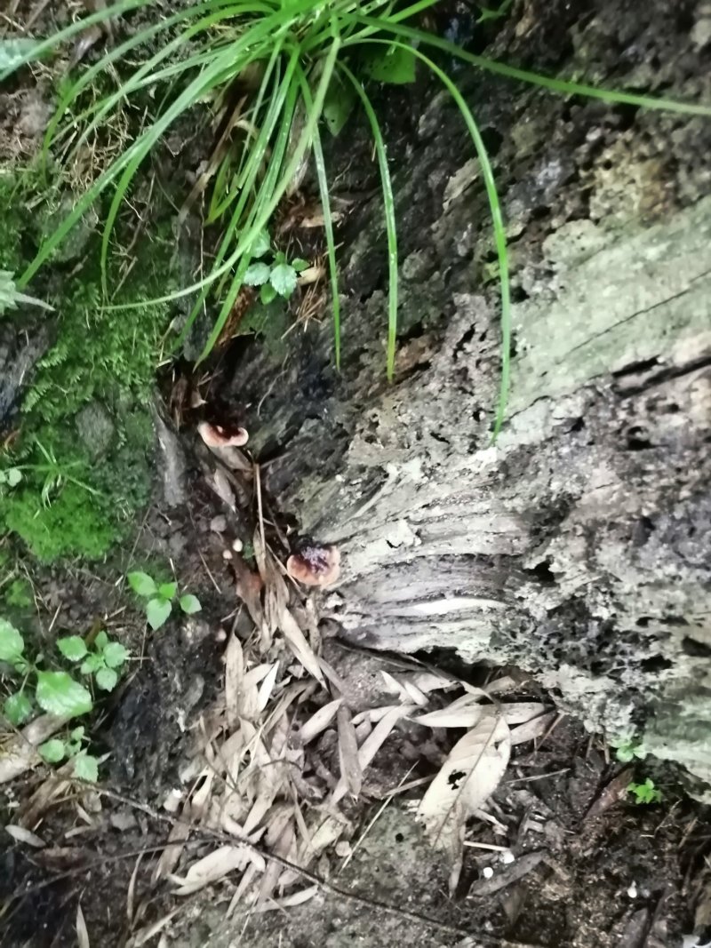 贵州吊脚楼大森山野生灵芝