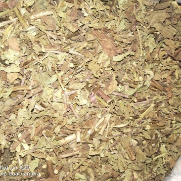 猫须草