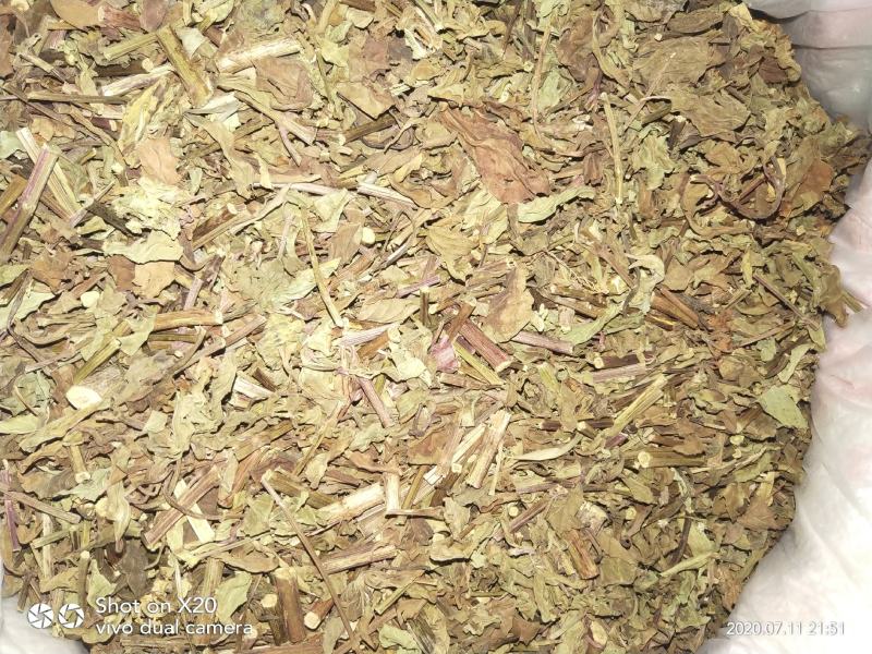 猫须草