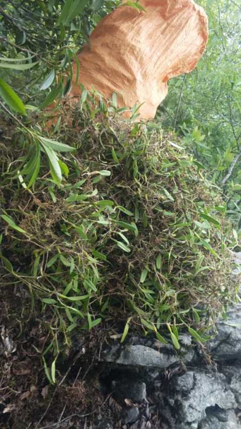 新鲜石橄榄500g单叶中果广西山里采摘石仙桃果上叶石