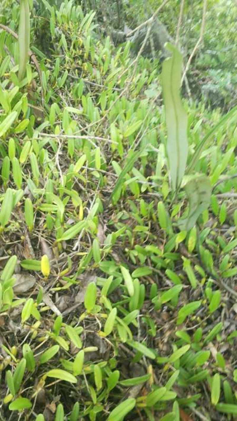 新鲜石橄榄500g单叶中果广西山里采摘石仙桃果上叶石