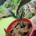 野生兔耳兰一颗原生苗粉色花广西野生新鲜苗